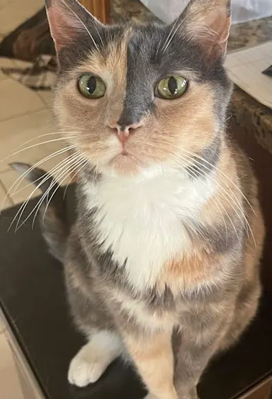 grey and beige patterned cat sitting atop a counter grey and beige patterned cat sitting atop a counter
