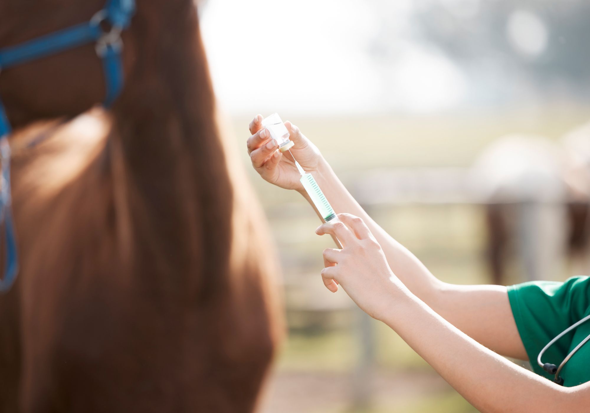 Horse Vaccination