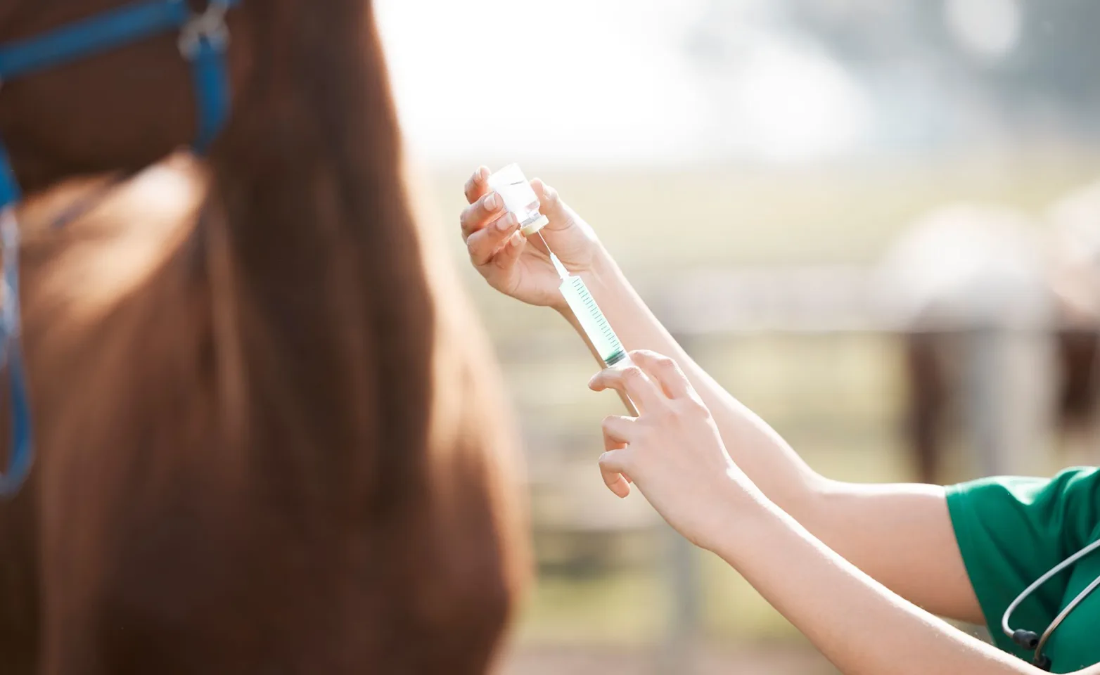 Horse Vaccination Horse Vaccination