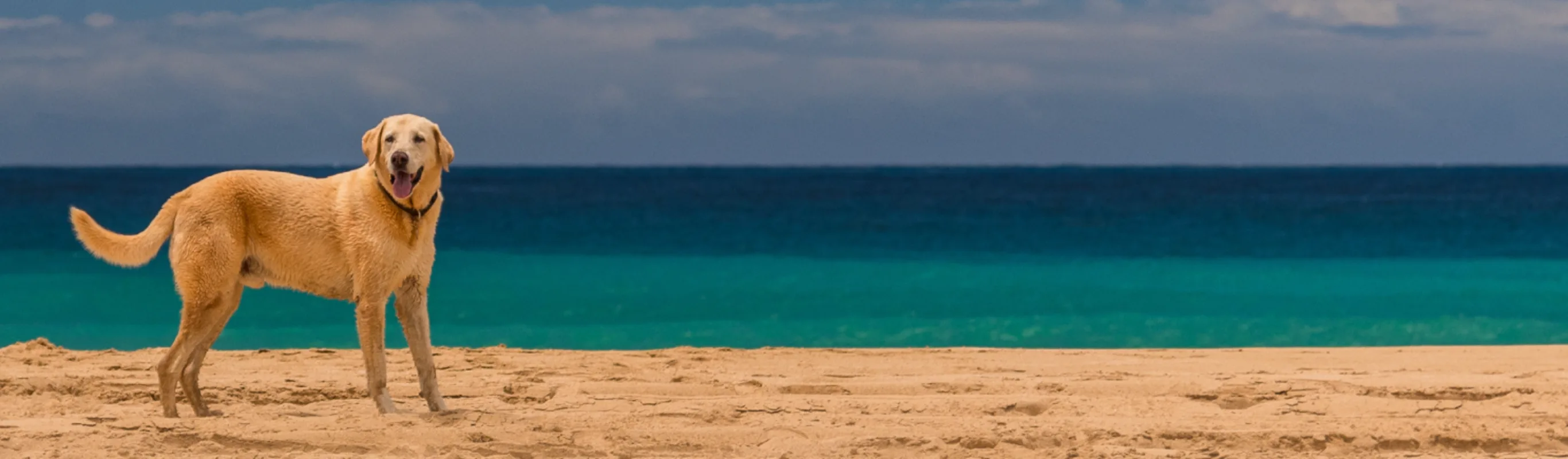 dog standing in the sand with ocean in the background dog standing in the sand with ocean in the background