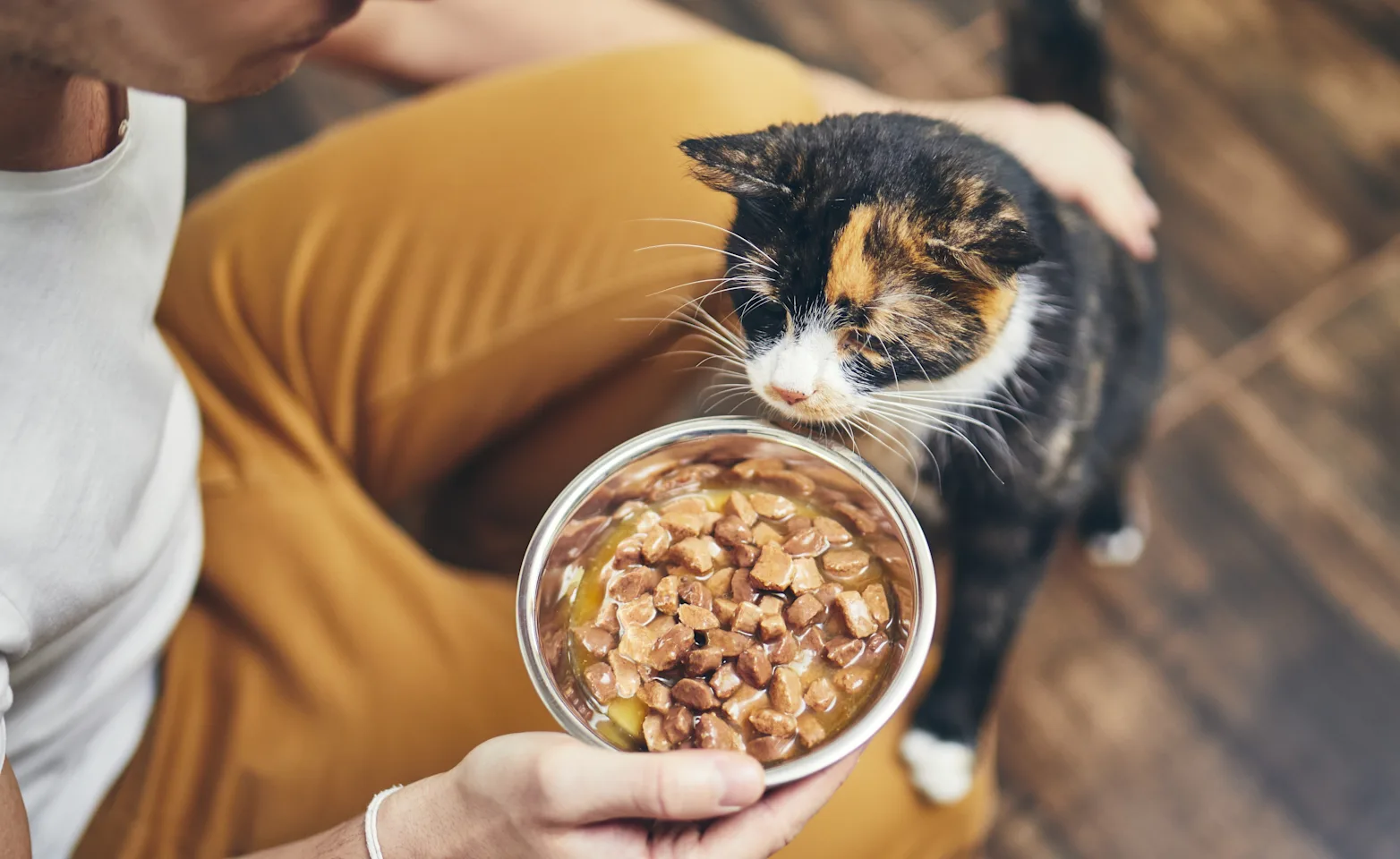 Cat and a bowl of food Cat and a bowl of food