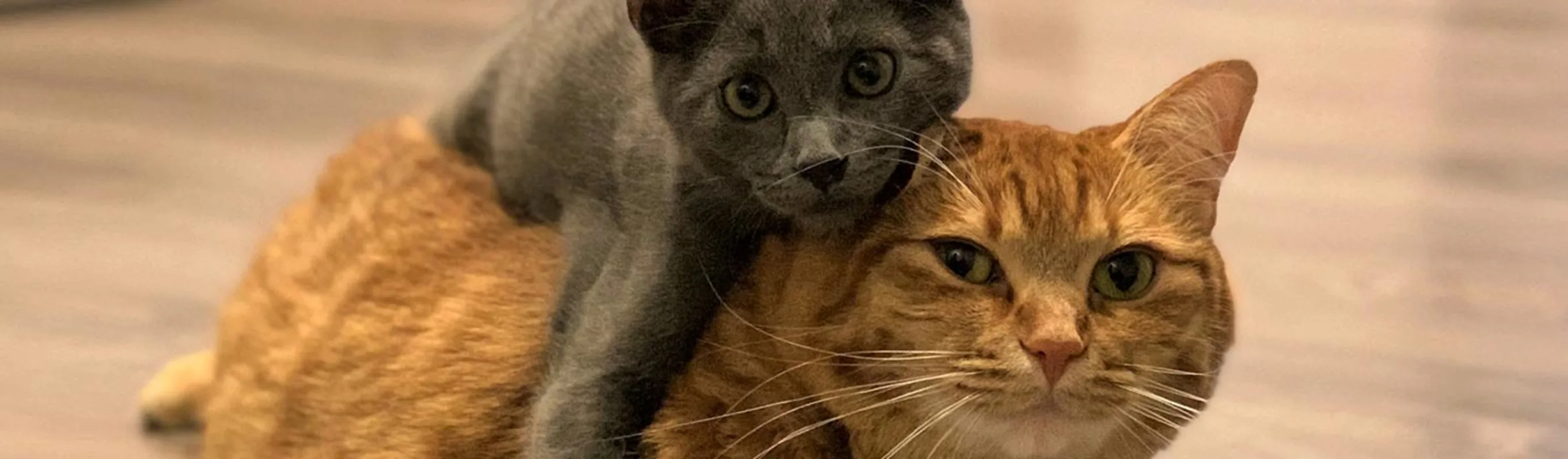 Two cats hugging each other on a wooden floor Two cats hugging each other on a wooden floor