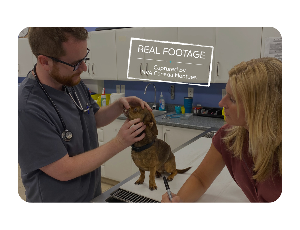 Staff member performing a check up on a canine patient.