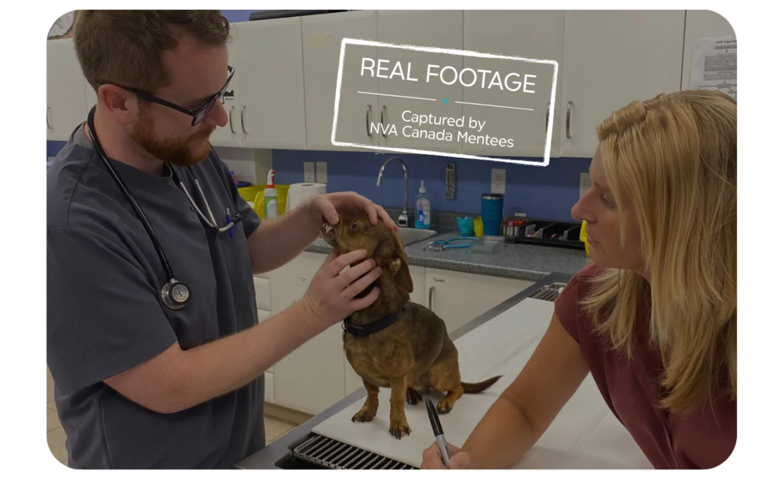 Staff member performing a check up on a canine patient. Staff member performing a check up on a canine patient.