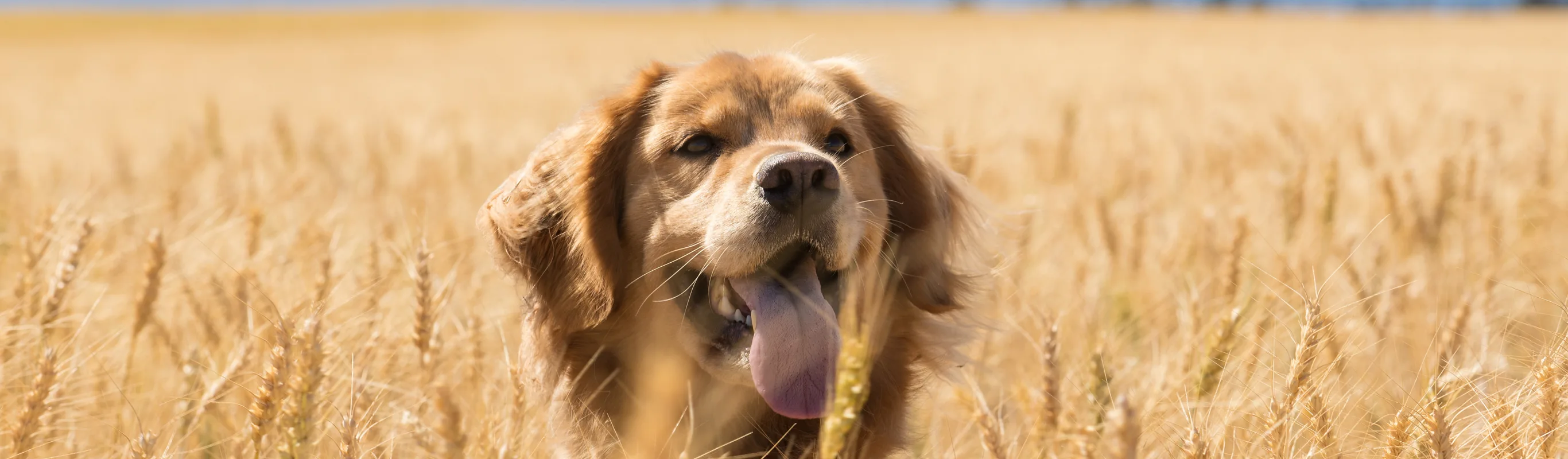 Labrador Retriever sitting in a wheat field with it's tongue out, happy 
