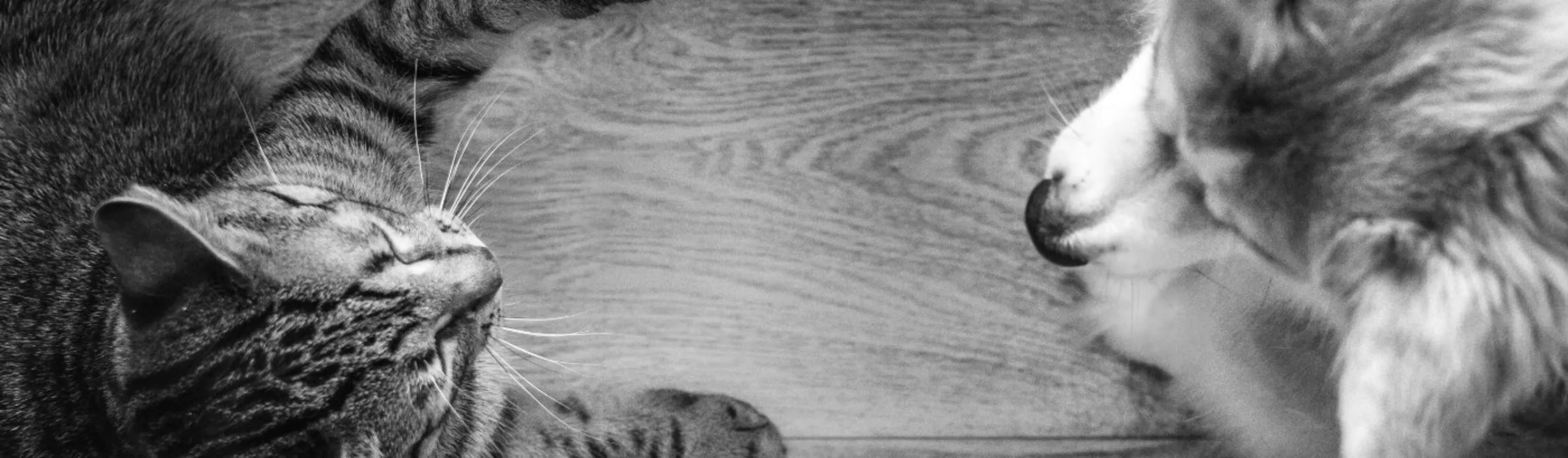 Dog and Cat Looking at Each Other on Hardwood Floor Dog and Cat Looking at Each Other on Hardwood Floor