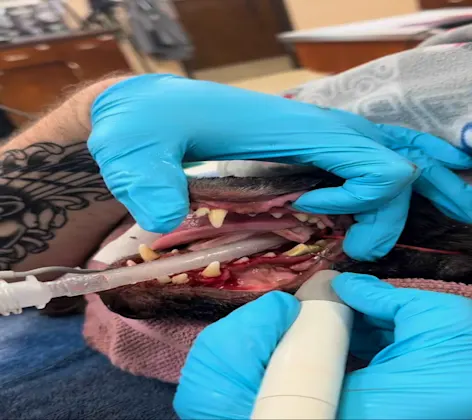 Dental being performed on dog Dental being performed on dog