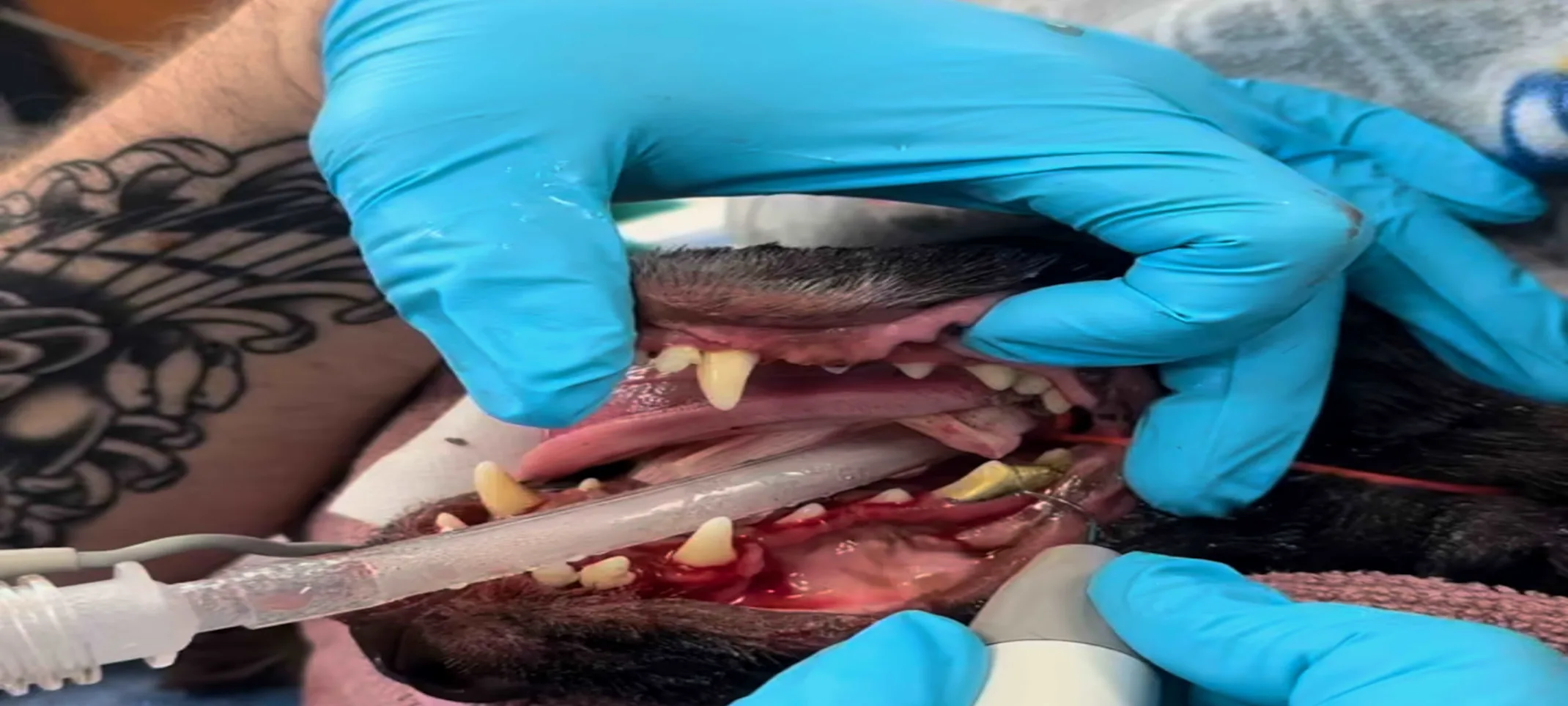 Dental being performed on dog Dental being performed on dog