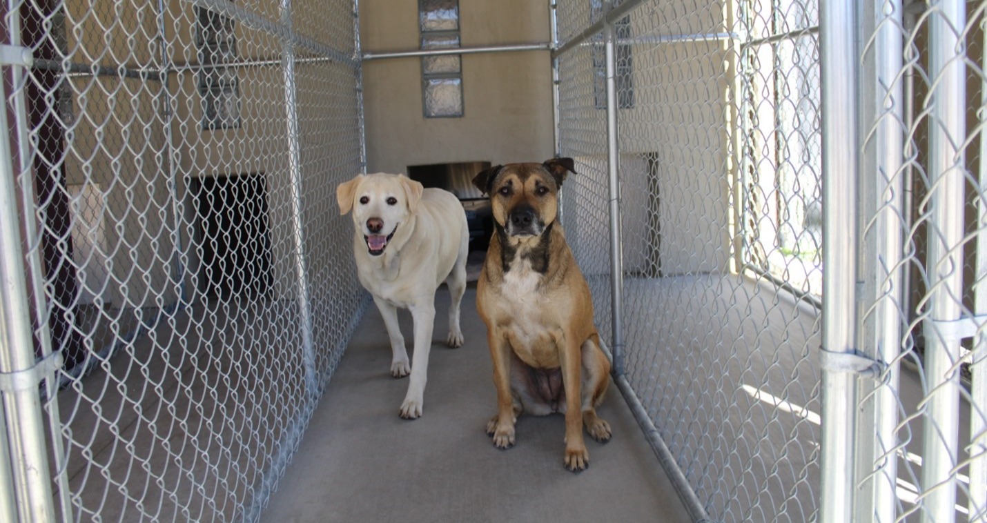 Two dogs in a large dog boarding room together.