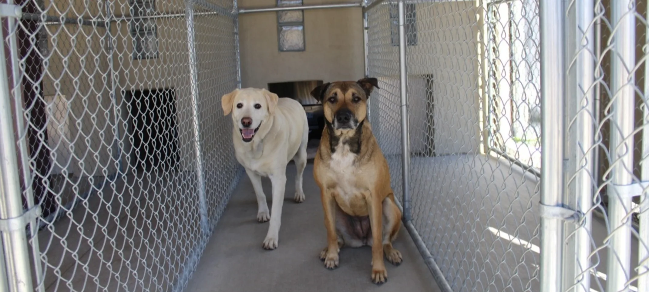 Two dogs in a large dog boarding room together.