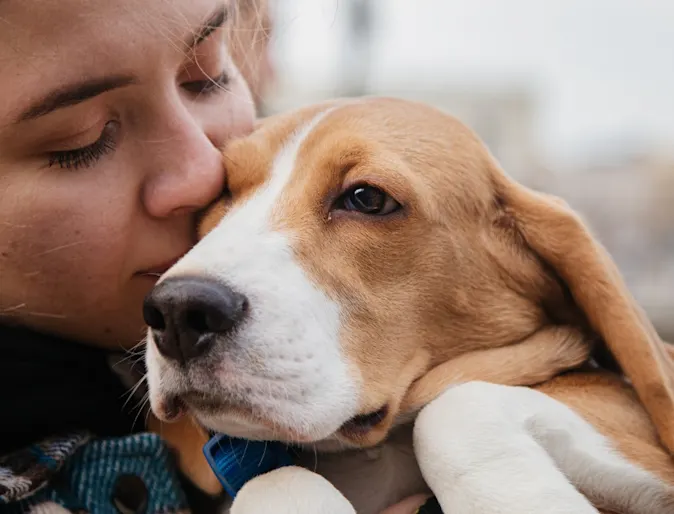 Dog owner kissing her beagle's head. Dog owner kissing her beagle's head.