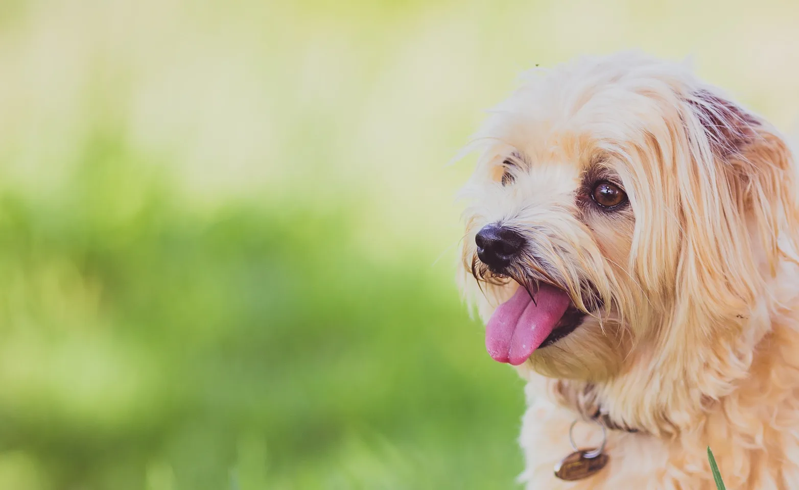 A tan dog standing outside in the grass with tongue out