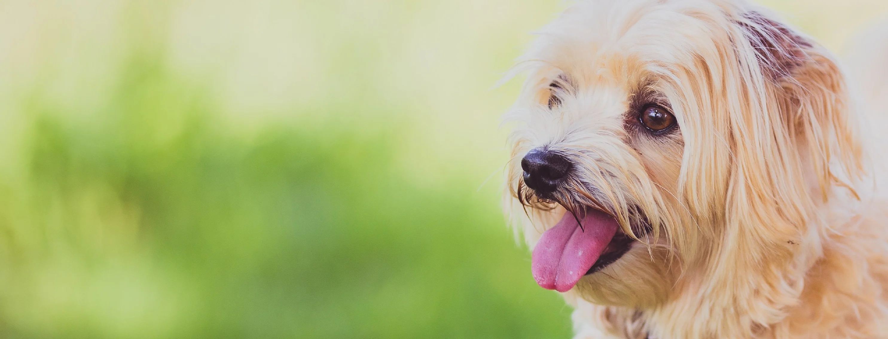 A tan dog standing outside in the grass with tongue out