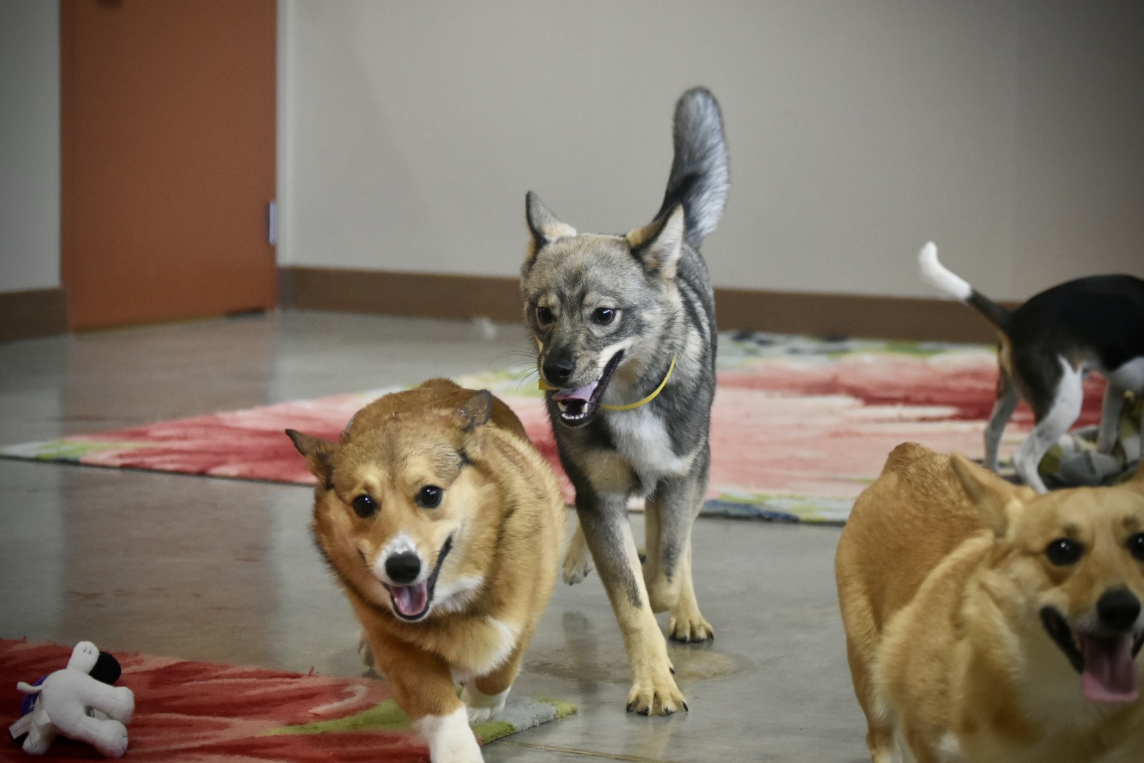 Three dogs running inside playfully at Blueridge pet resort.