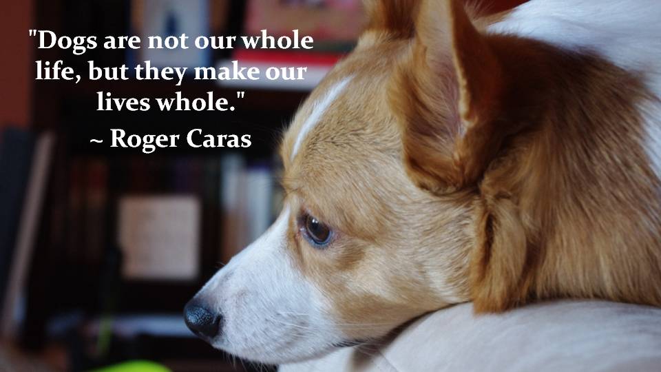 Corgi and roger caras quote