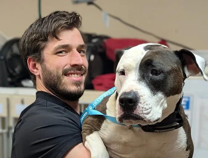 Staff member holding a pittie. Staff member holding a pittie.