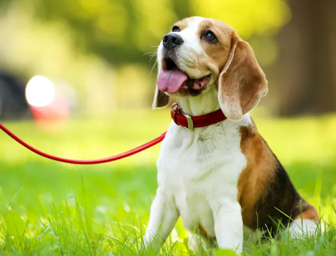 Dog with a Red Leash Looking Up at the Park Dog with a Red Leash Looking Up at the Park