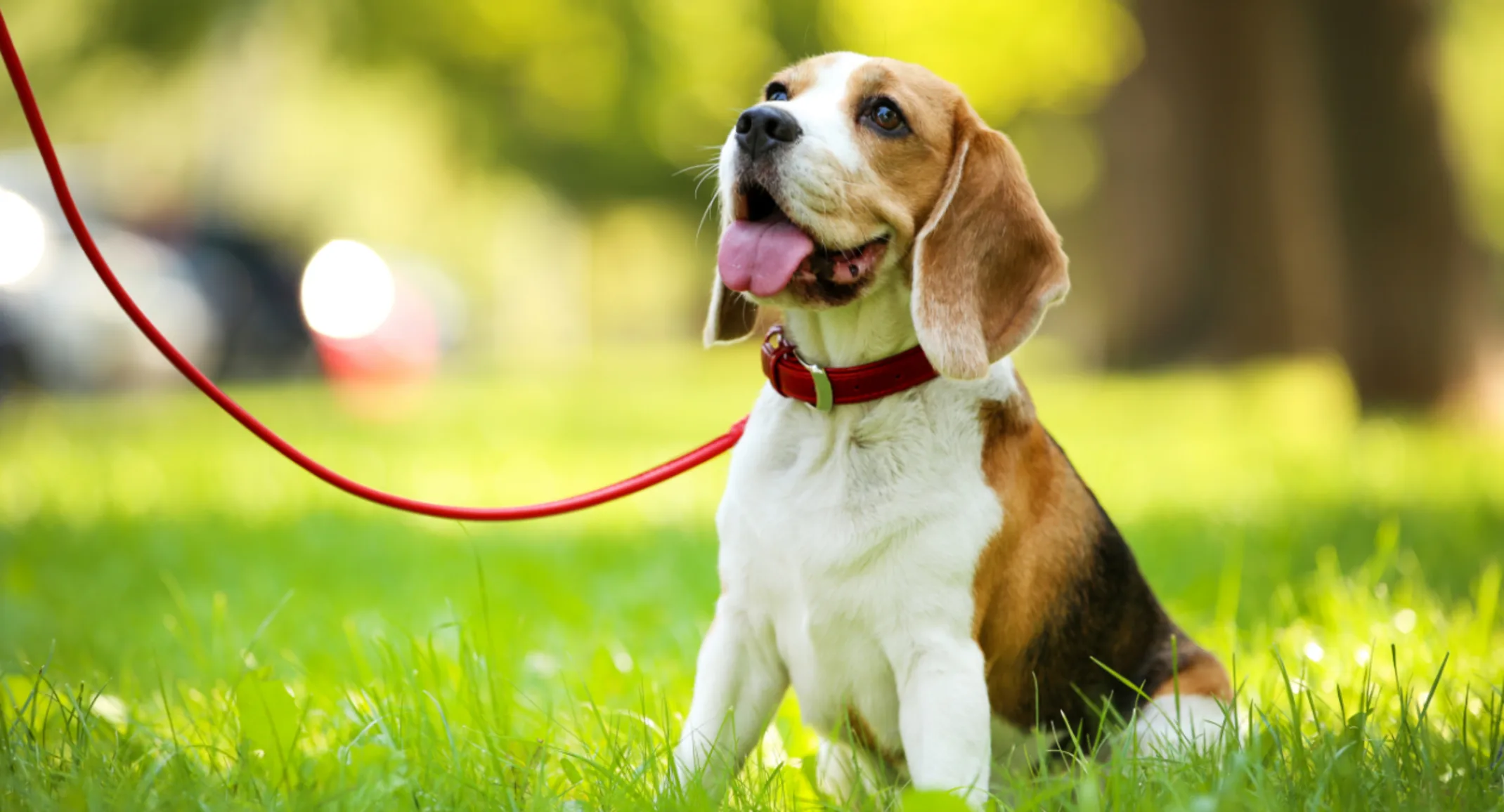 Dog with a Red Leash Looking Up at the Park Dog with a Red Leash Looking Up at the Park