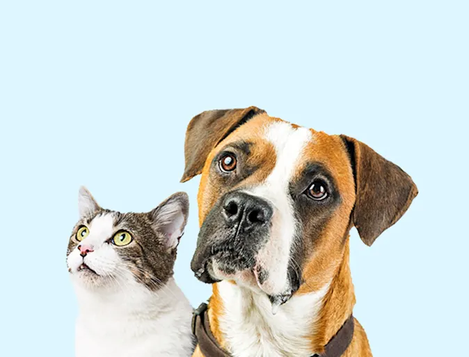 Dog and cat staring up with blue background. Dog and cat staring up with blue background.