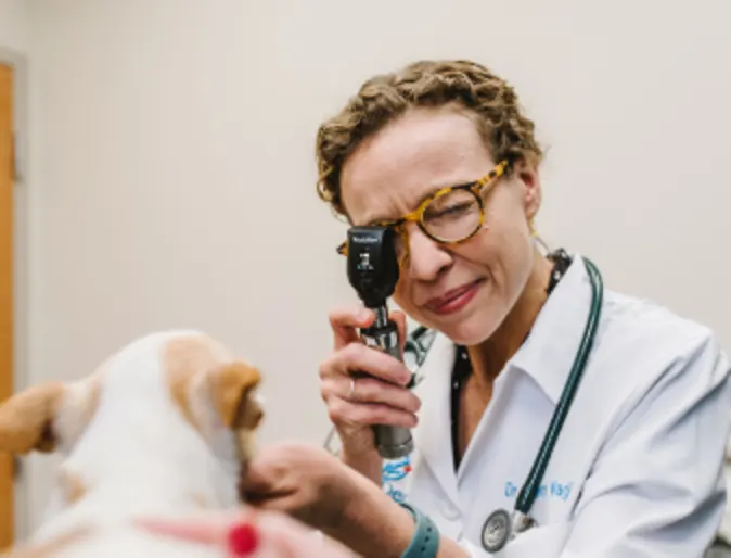 Doctor Checking Up on Dog 