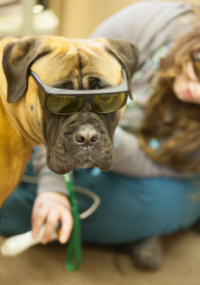 A boxer wearing protective eyewear