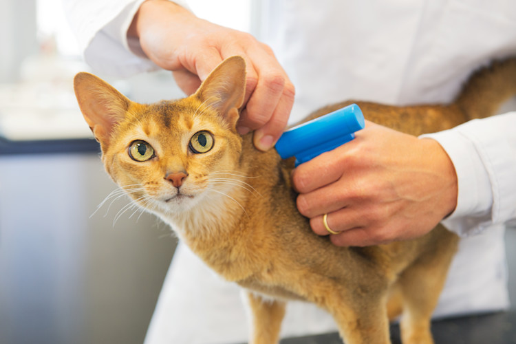 Vaccinations Lakeview Veterinary Clinic vaccinations-lakeview-veterinary-clinic