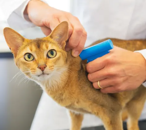 Little Yellow Tabby Cat getting a shot from a Veterinarian.