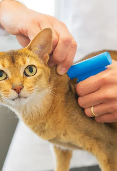 Little Yellow Tabby Cat getting a shot from a Veterinarian.