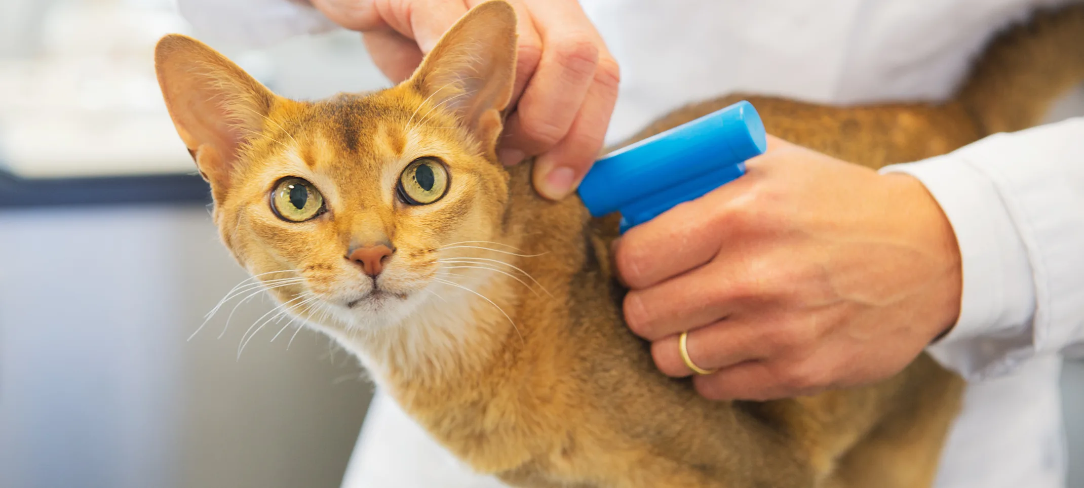 Little Yellow Tabby Cat getting a shot from a Veterinarian.