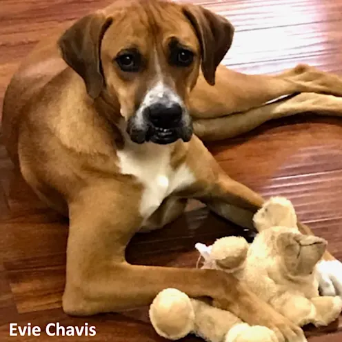 Evie Chavis with toy Evie Chavis with toy