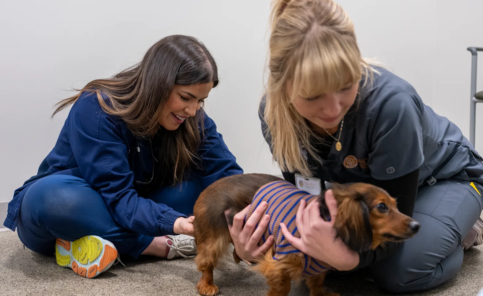 Two staff members examining a small dog Two staff members examining a small dog
