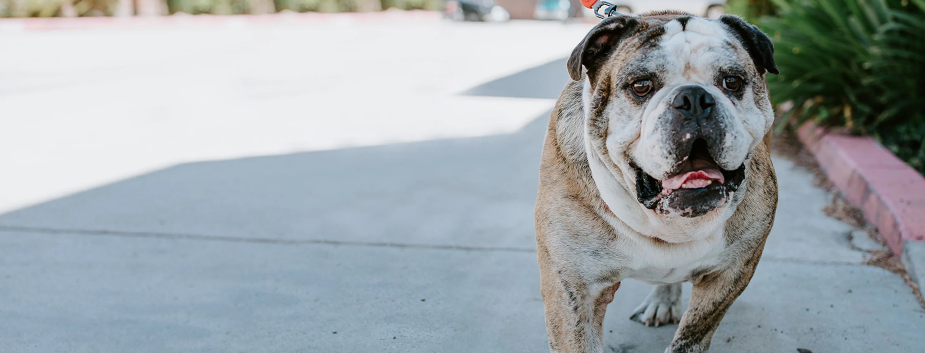 bulldog being walked on leash bulldog being walked on leash