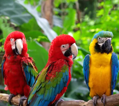 Three Parrots on a branch