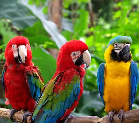 Three Parrots on a branch Three Parrots on a branch