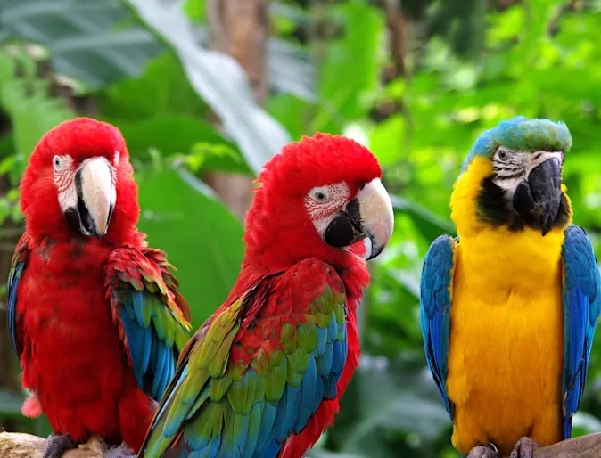 Three Parrots on a branch Three Parrots on a branch