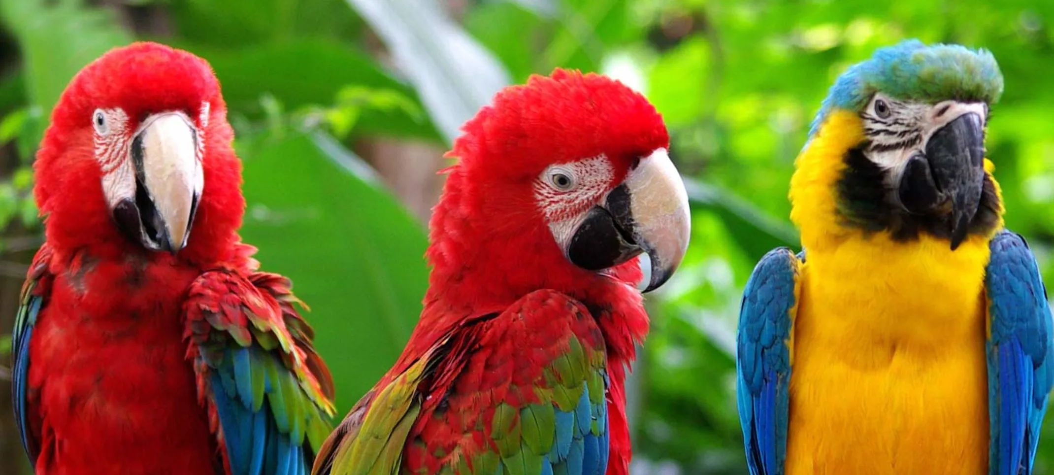 Three Parrots on a branch Three Parrots on a branch