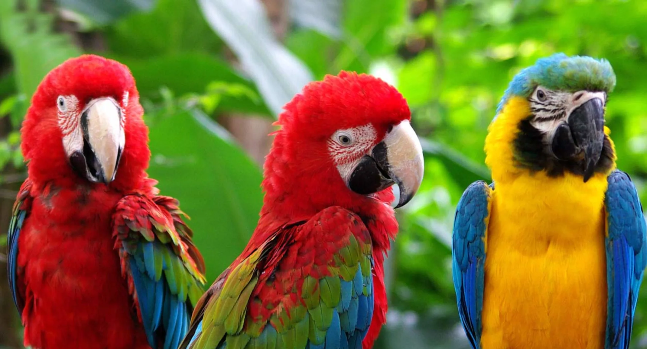 Three Parrots on a branch Three Parrots on a branch