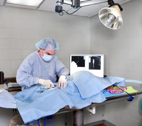 Veterinarian performing soft tissue surgery on an animal