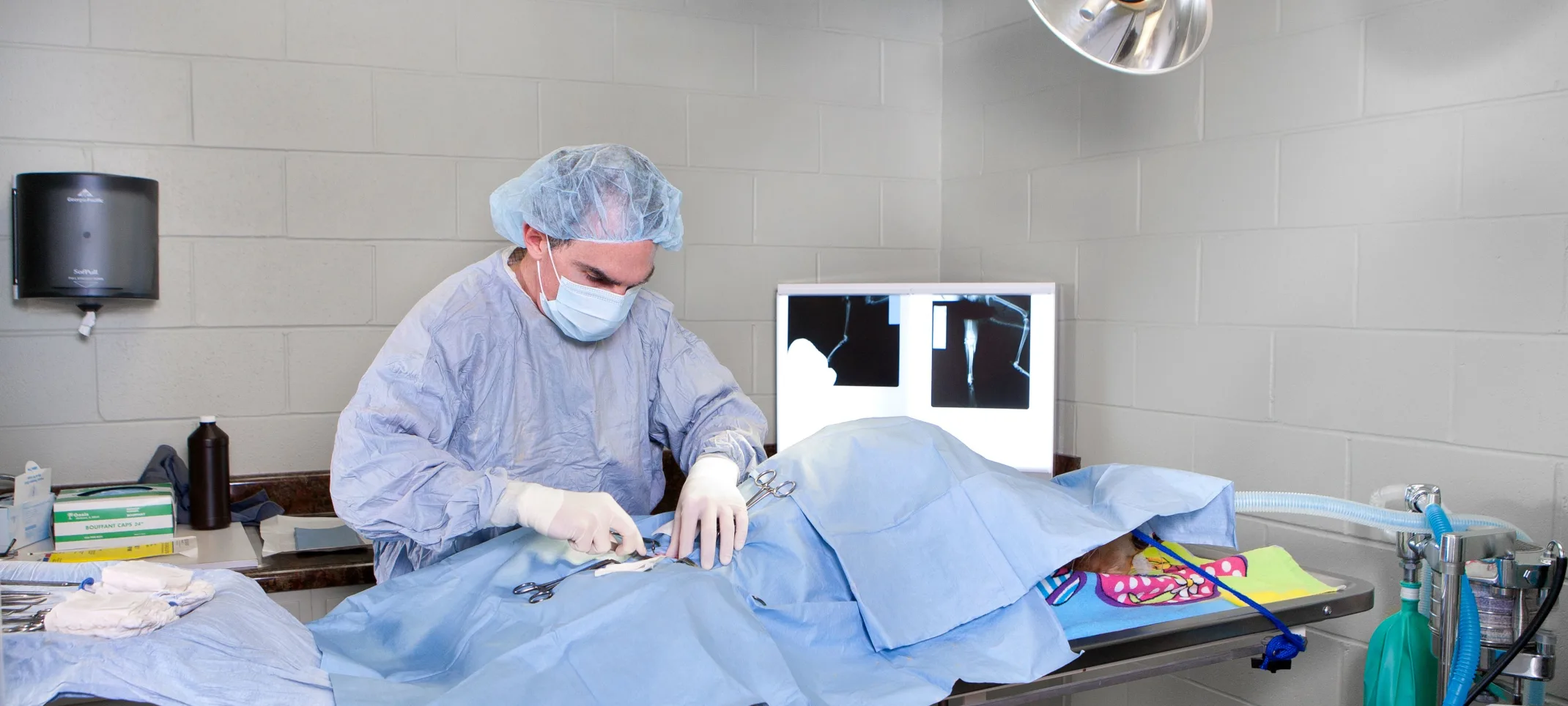 Veterinarian performing soft tissue surgery on an animal