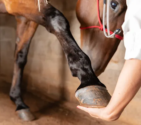 A brown horse getting examined A brown horse getting examined
