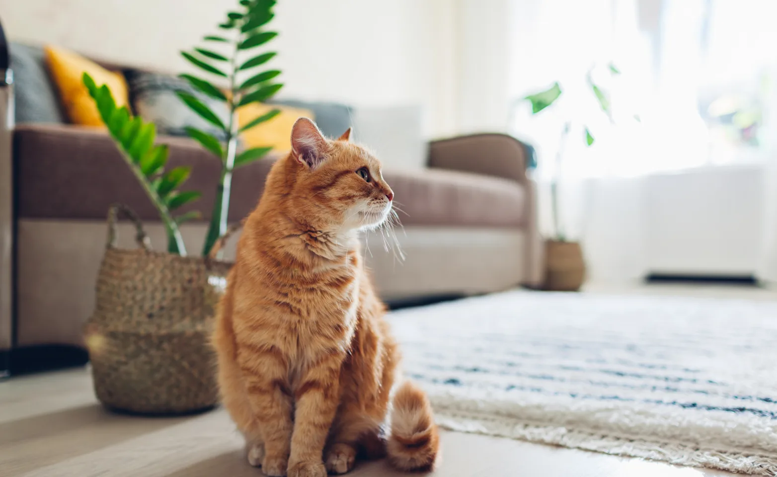 Cat sitting on the floor