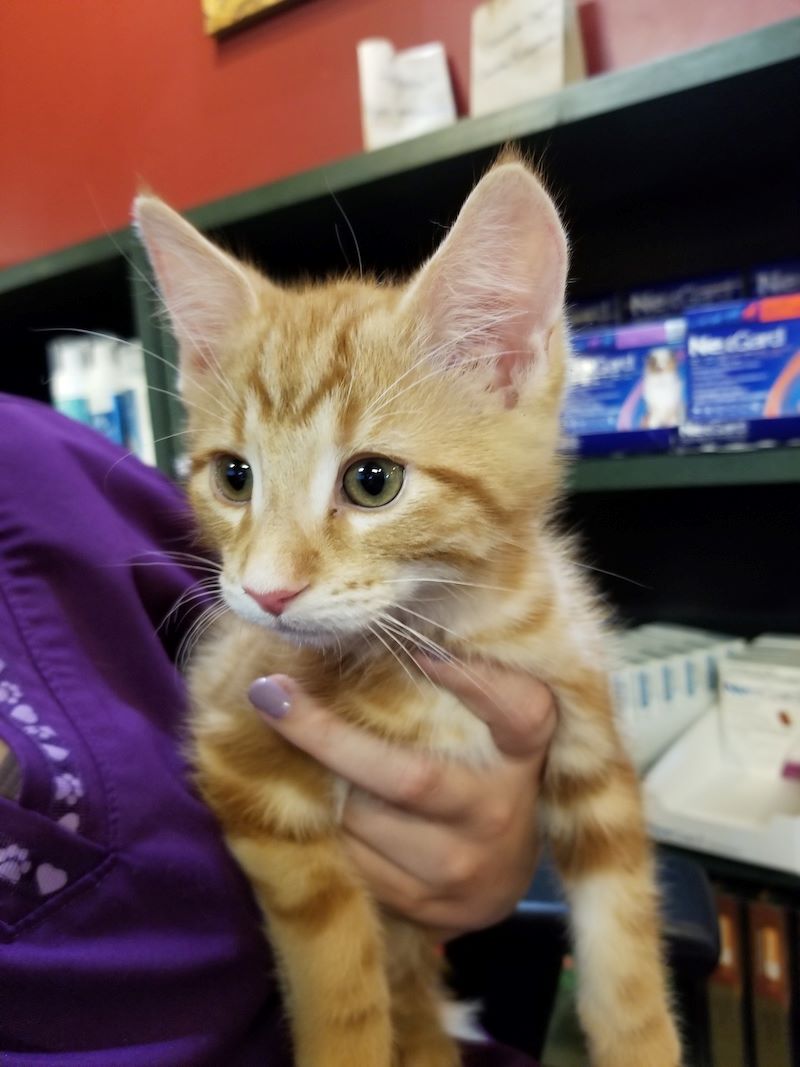 Orange cat named Pikachu