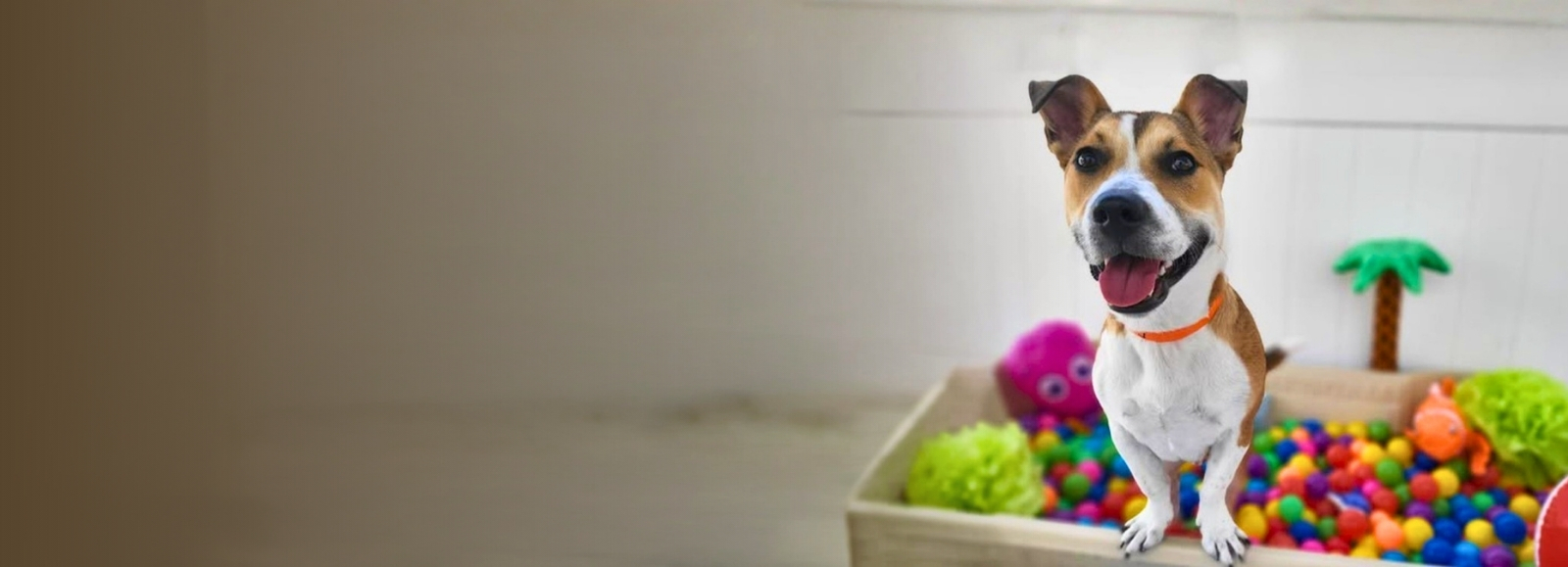 Smiling dog in ballpit