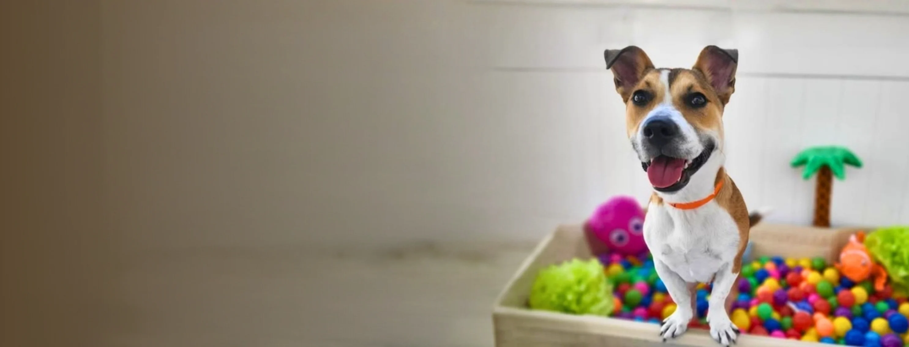 Smiling dog in ballpit Smiling dog in ballpit