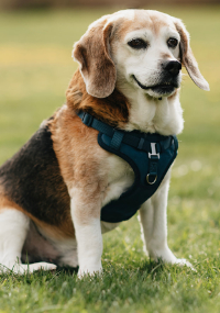 Black, tan, and white Beagle sitting in grass with a harness on 