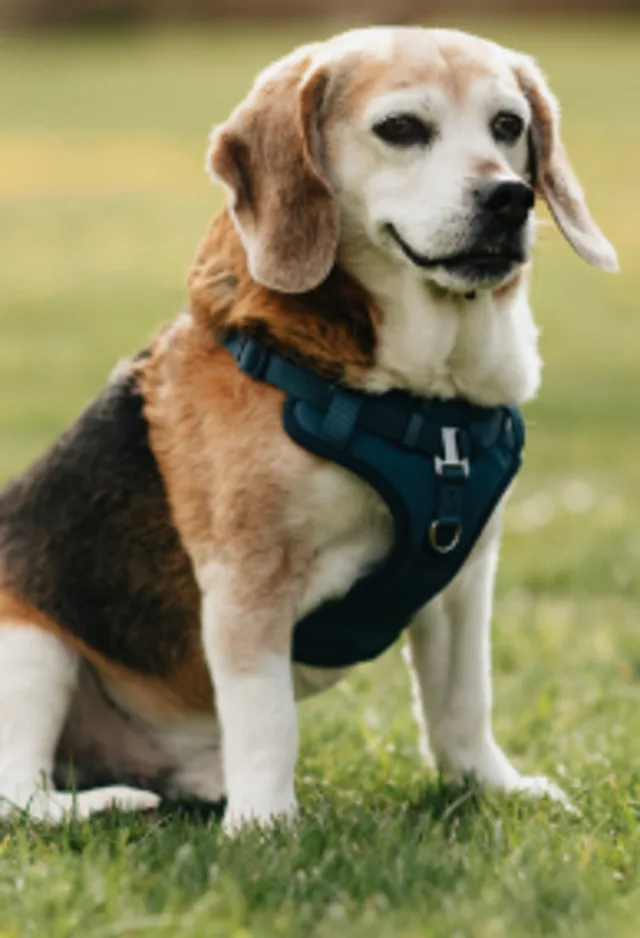 Black, tan, and white Beagle sitting in grass with a harness on Black, tan, and white Beagle sitting in grass with a harness on