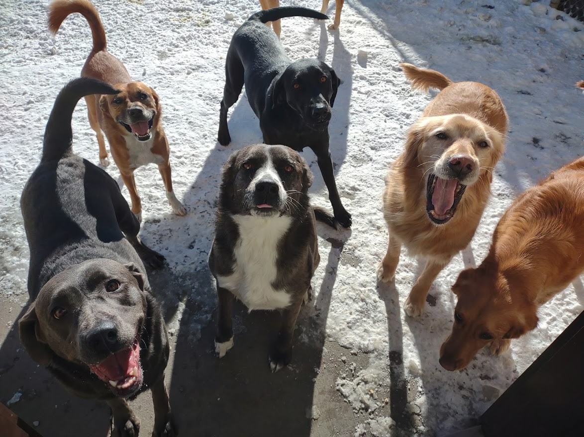A Group of Dogs Playing in the Snow