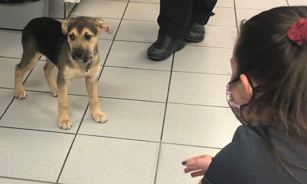 Brown puppy standing