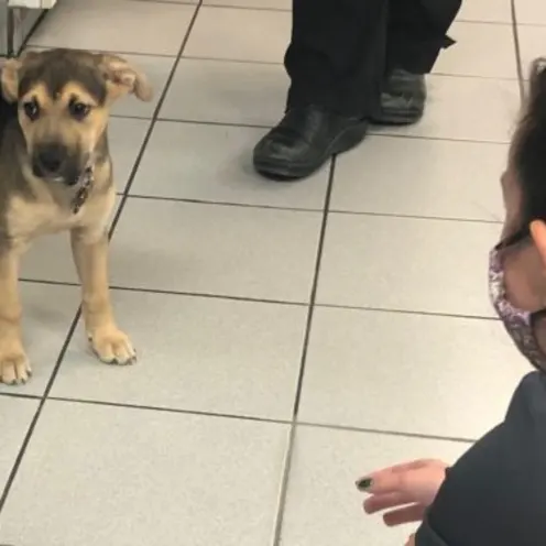 Brown puppy standing Brown puppy standing