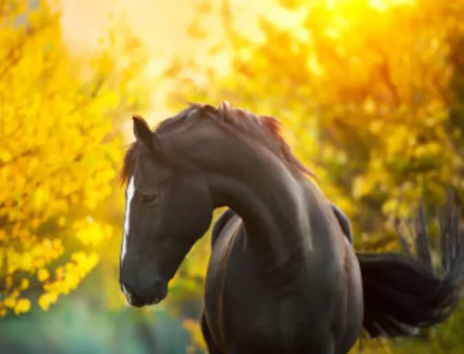 Dark horse standing against a yellow, leafy background. Dark horse standing against a yellow, leafy background.